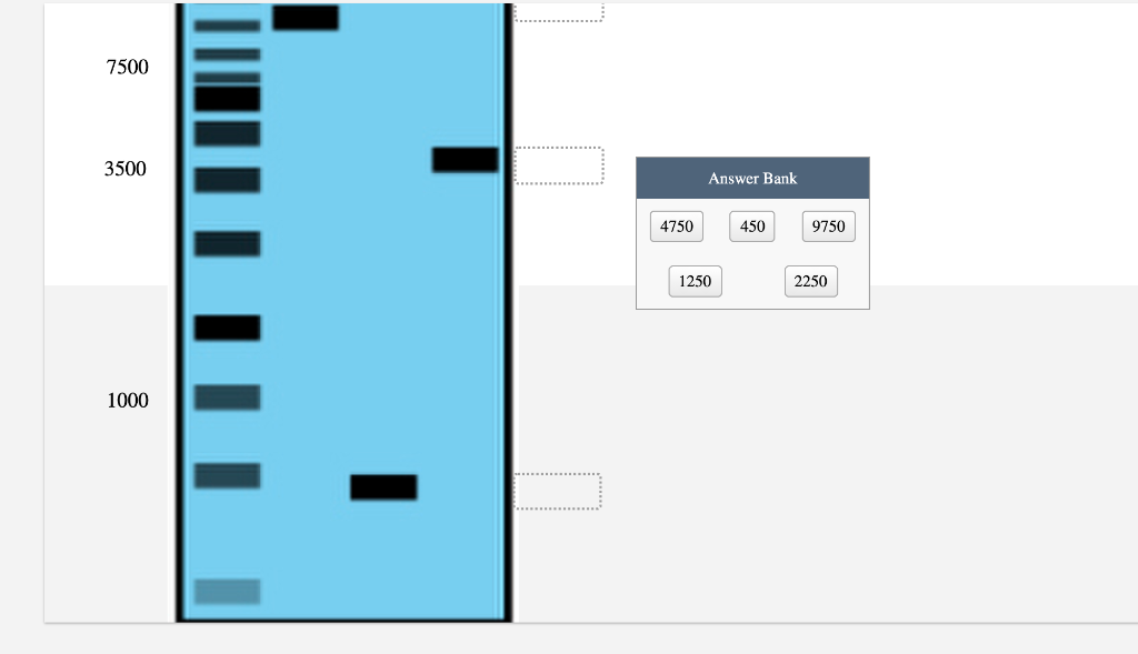 Solved Electrophoresis gels are used to separate DNA | Chegg.com