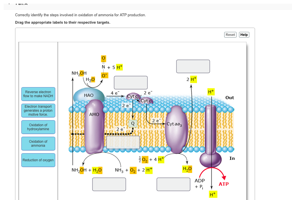 Solved Correctly identify the steps involved in oxidation of | Chegg.com