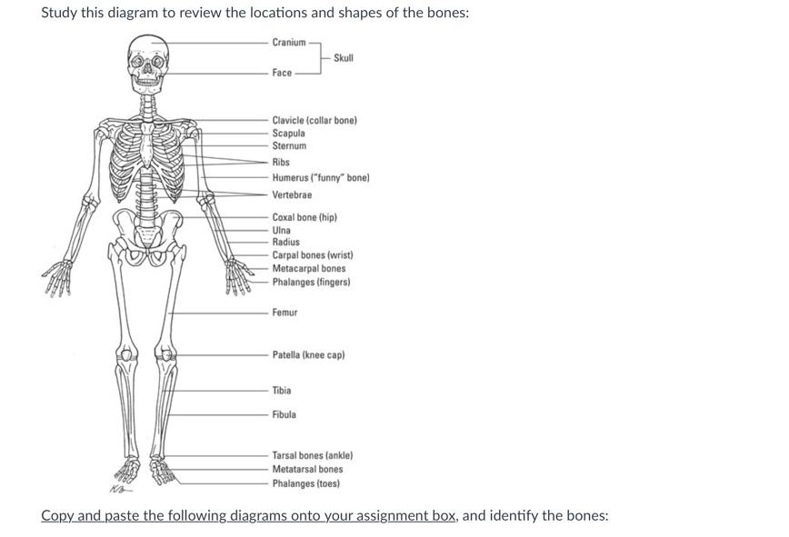 skeletal bones assignment