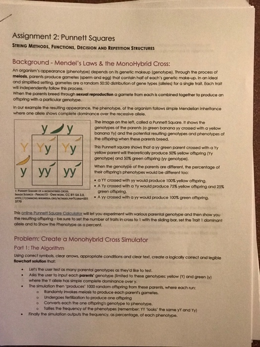 assignment 2 punnett squares