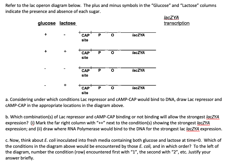 Solved Refer to the lac operon diagram below. The plus and | Chegg.com