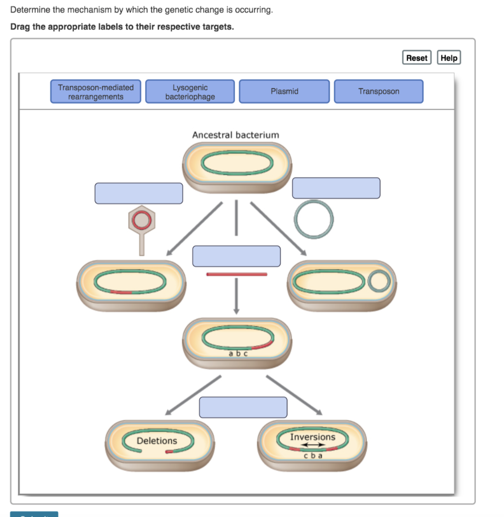 Solved Determine the mechanism by which the genetic change | Chegg.com