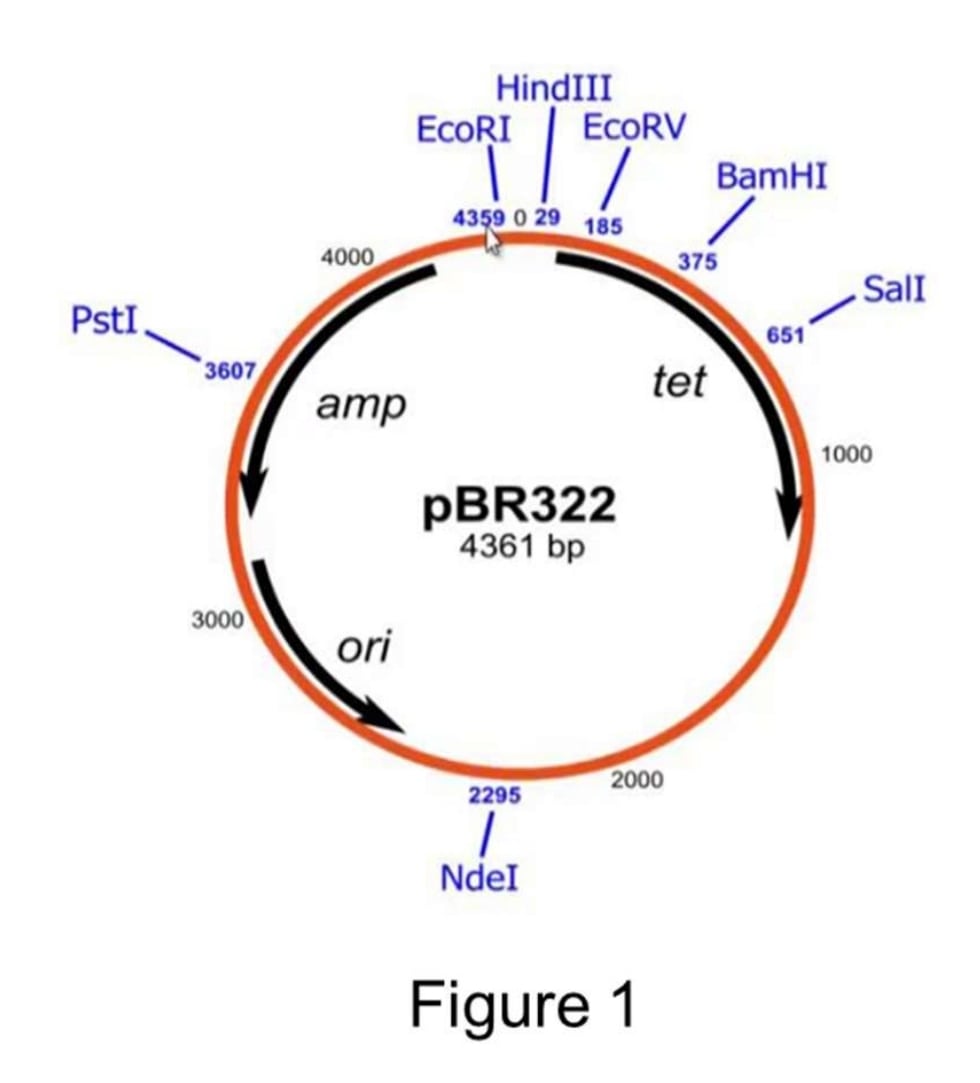 Solved Single RE digestion Single digestion (ul) 5 Reagent | Chegg.com