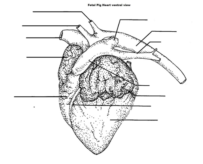 Solved Label the indicated structure of the fetal pig hearts | Chegg.com