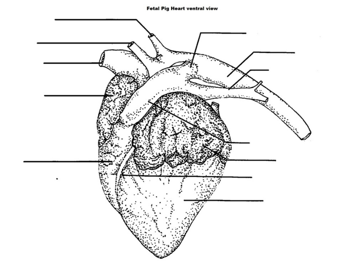 Fetal Pig Heart Diagram Labeled