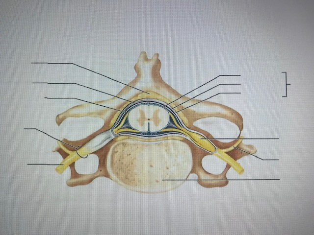 Solved Label! Sciatic nerve, Nerue roots branches, a | Chegg.com