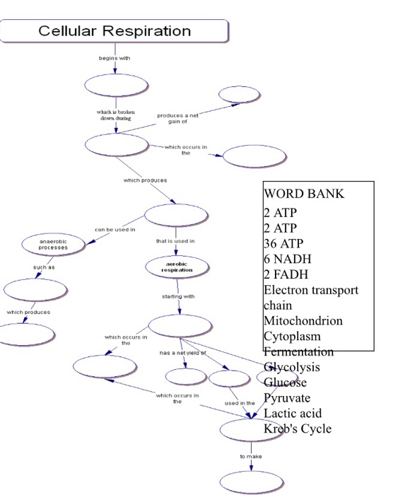 solved-cellular-respiration-begins-with-which-ie-broker-doum-chegg