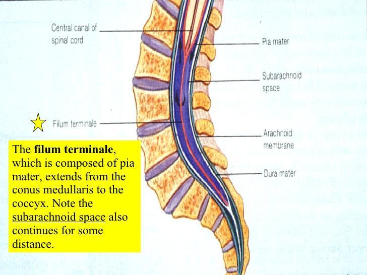 Vertebral Column Flashcards | Chegg.com