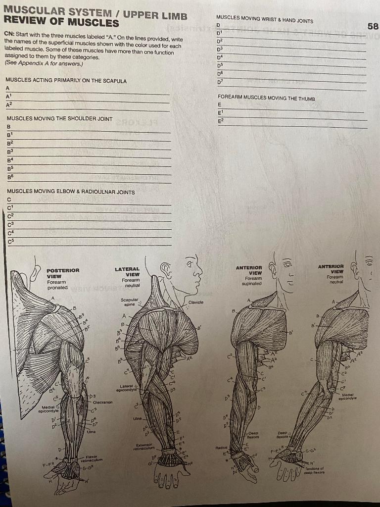 Muscles of the Upper Limb