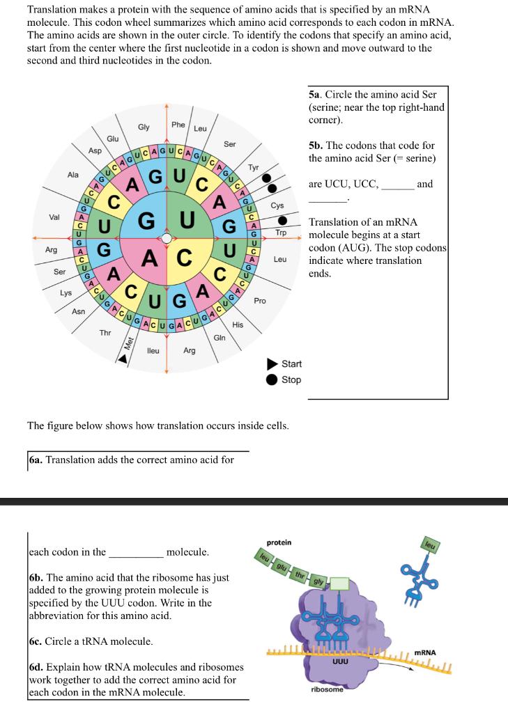 Solved Translation makes a protein with the sequence of