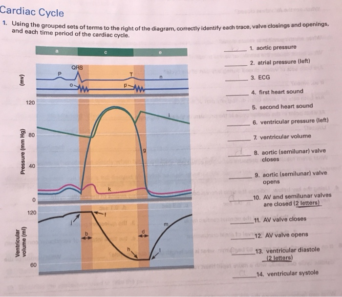 Solved Cardiac Cycle 1. Using the grouped sets of terms to | Chegg.com
