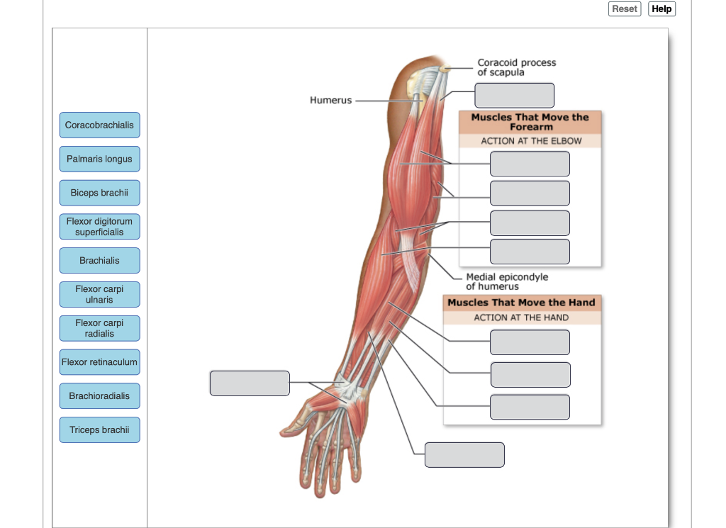 Solved: Drag The Labels Onto The Diagram To Identify The M... | Chegg.com