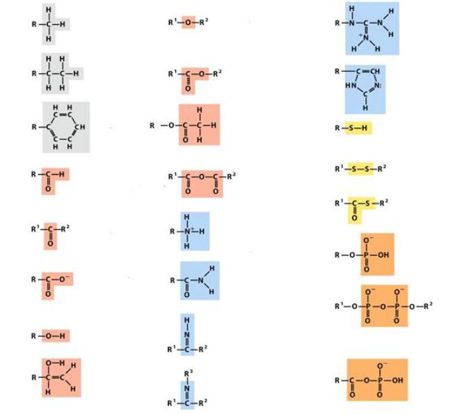 Solved H R 0 R R N C N R C H N N Nn C Ch R C C H R 0 Chegg Com