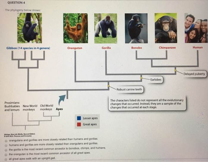 Solved QUESTION 4 The phylogeny below shows: Gibbon (14 | Chegg.com