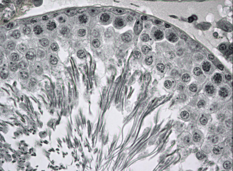 Solved Given the characteristics of the Rat Testis below, | Chegg.com