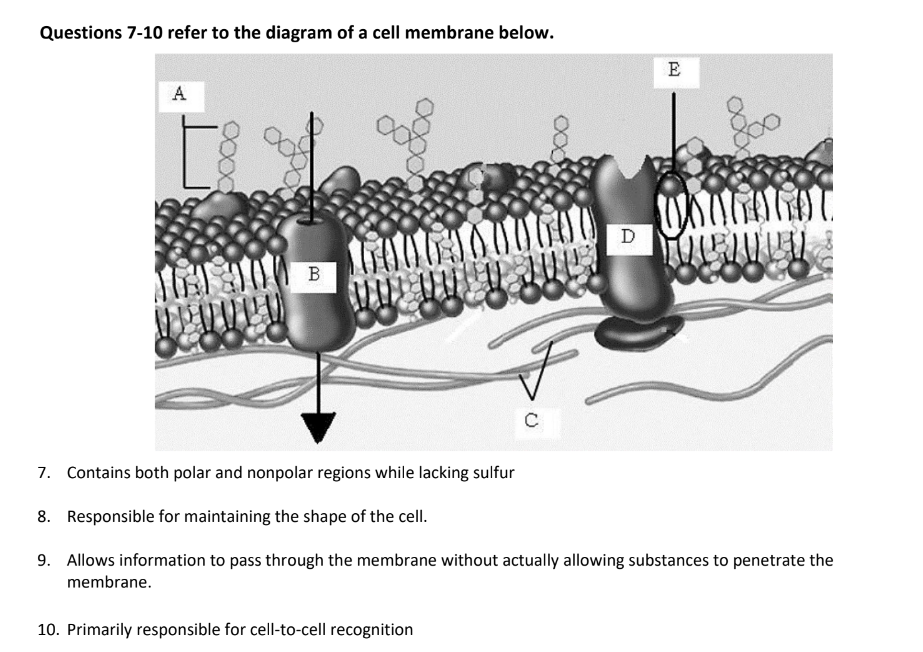 Solved Questions 7-10 ﻿refer to the diagram of a cell | Chegg.com