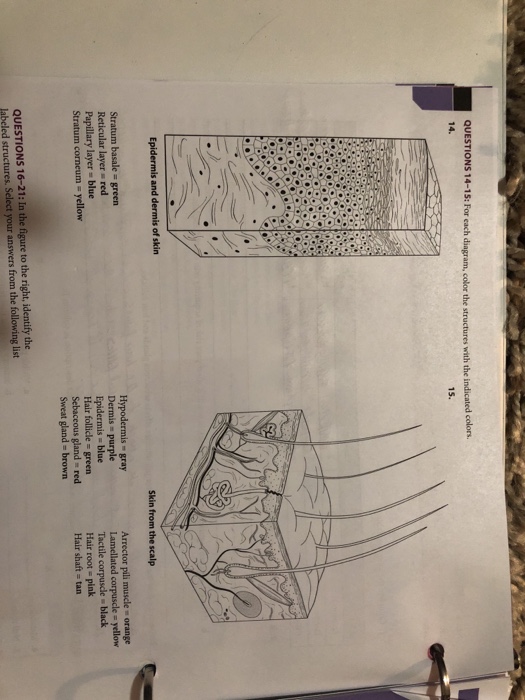 Solved QUESTIONS 6-9: Coloring exercises. 6, For each | Chegg.com