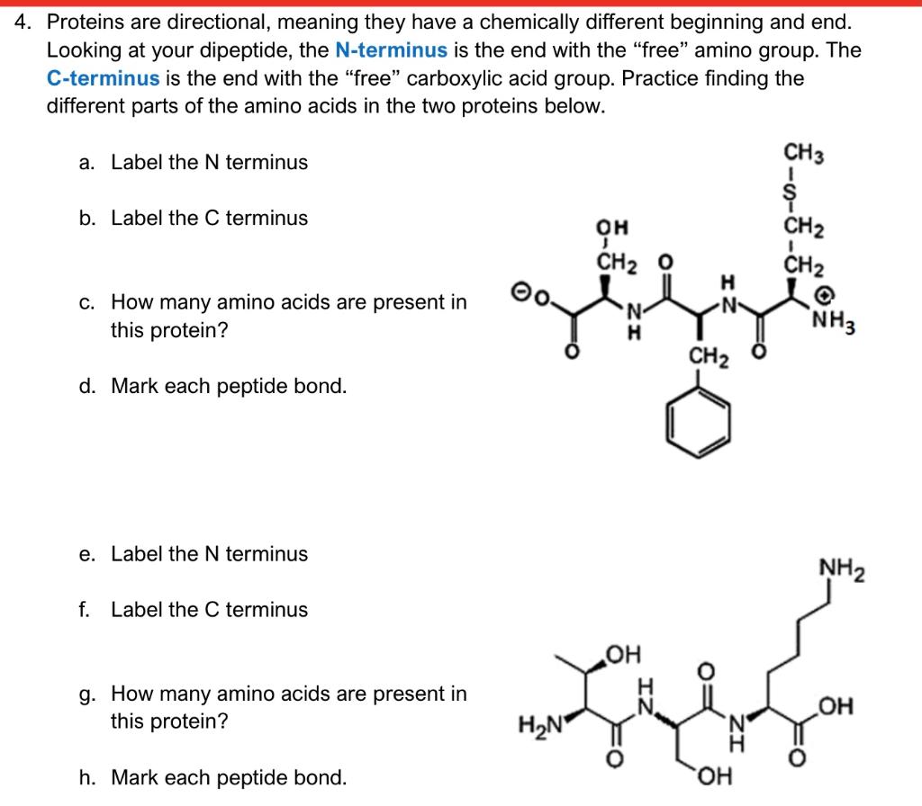 solved-4-proteins-are-directional-meaning-they-have-a-chegg