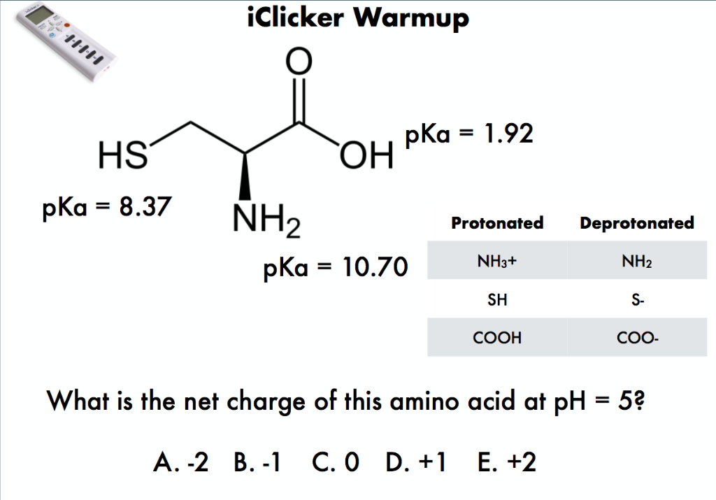 Solved What Is The Net Charge Of This Amino Acid At Chegg Chegg