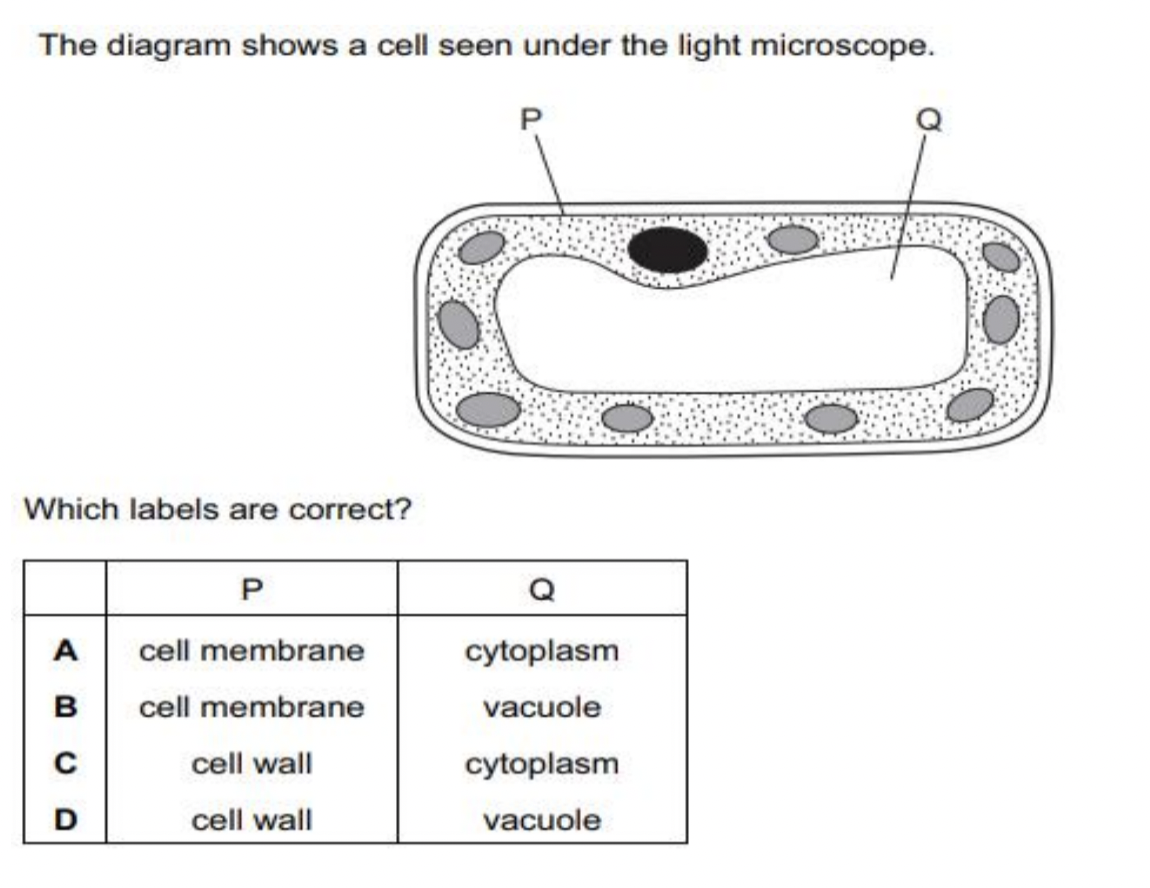 cytoplasm microscope