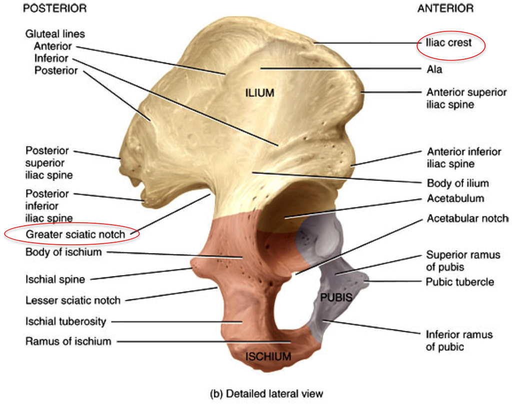 6 Skull Axial Appendicular Skeleton Flashcards Chegg Com