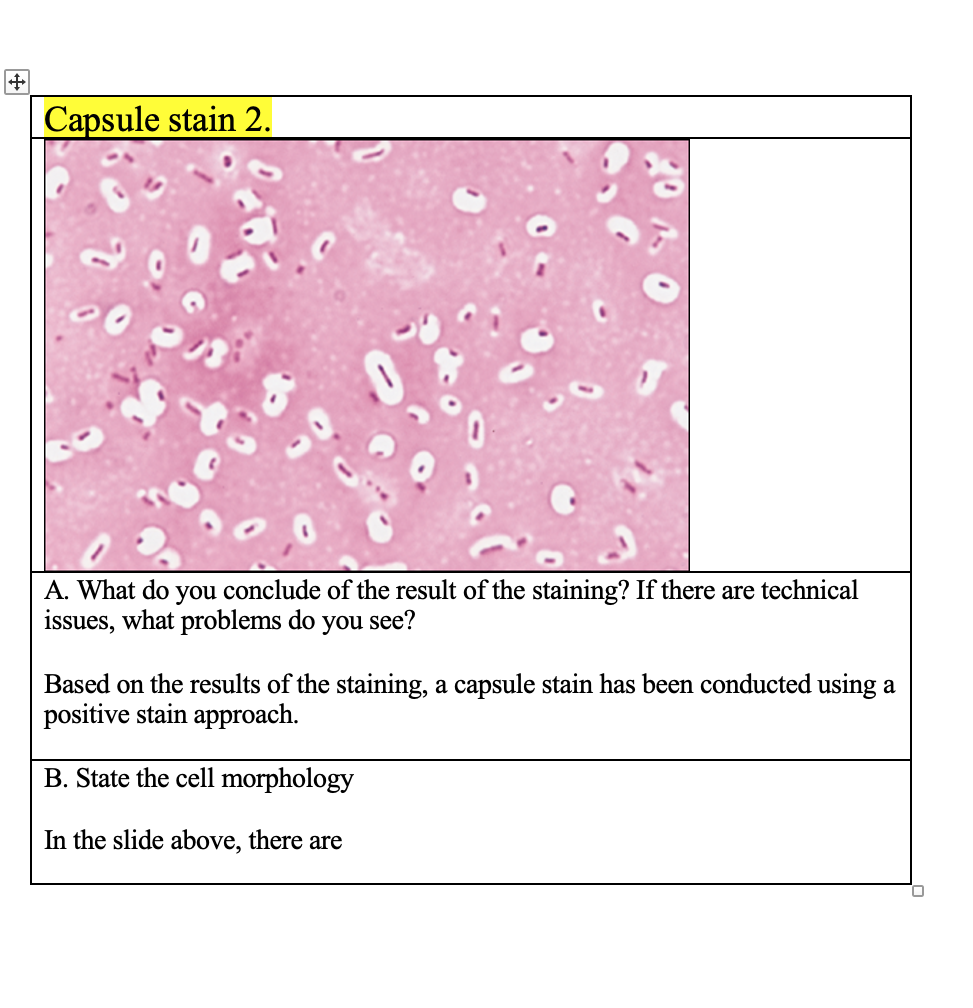Solved + Capsule stain 2. A. What do you conclude of the