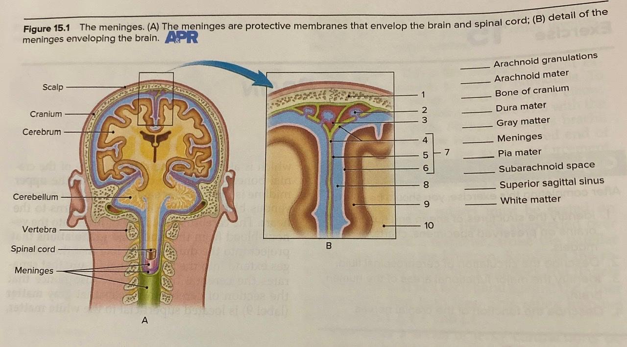 Solved Figure 15.1 The meninges. (A) The meninges are Biology Diagrams