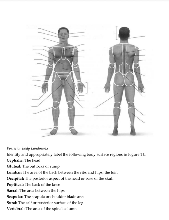 Posterior Body Landmarks