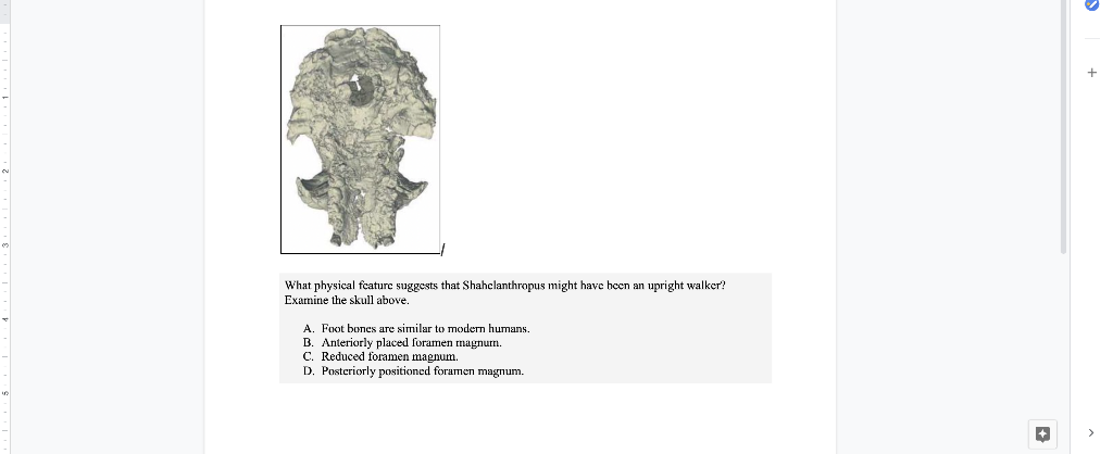 What physical feature suggests that Shahclanthropus might have been an upright walker? Examine the skull above. A. Foot bones