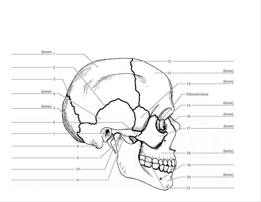 Solved Bones of the Head and Face Bones of Jaw 1. 2. 3. ان