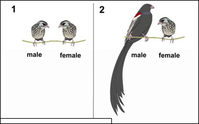 Solved Above Is An Illustration Entitled Evolution By Chegg