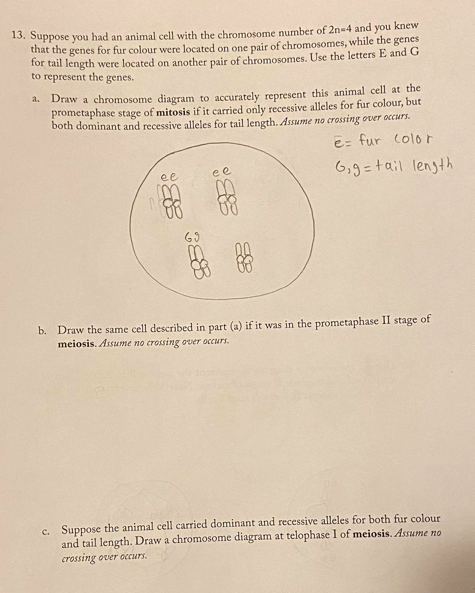 Solved a. 13. Suppose you had an animal cell with the 