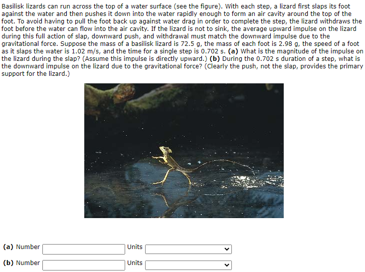 Solved Basilisk lizards can run across the top of a water