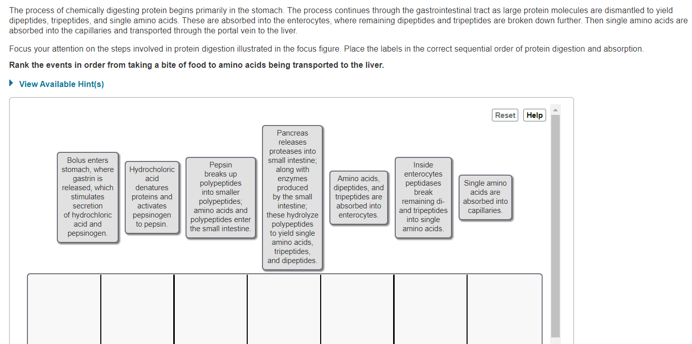 Solved The Process Of Chemically Digesting Protein Begins Chegg Com