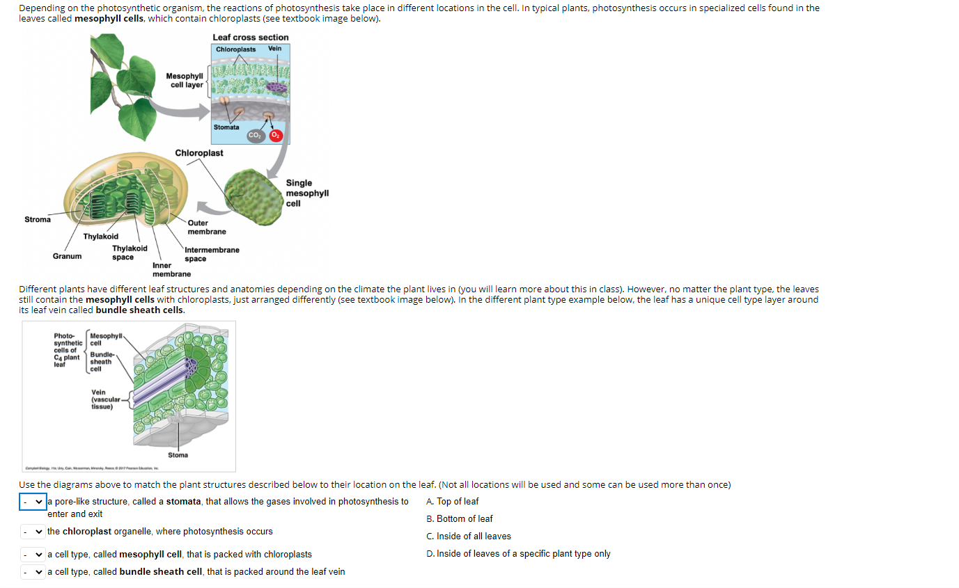 location of chloroplast in a cell