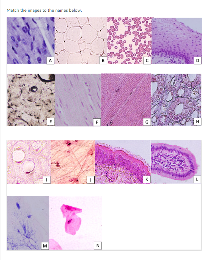 Solved Match the images to the names below. A B D E F G H 1 | Chegg.com