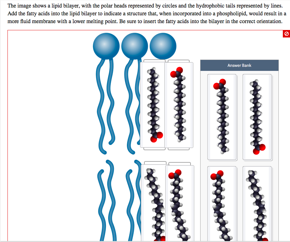 The image shows a lipid bilayer, with the polar heads
