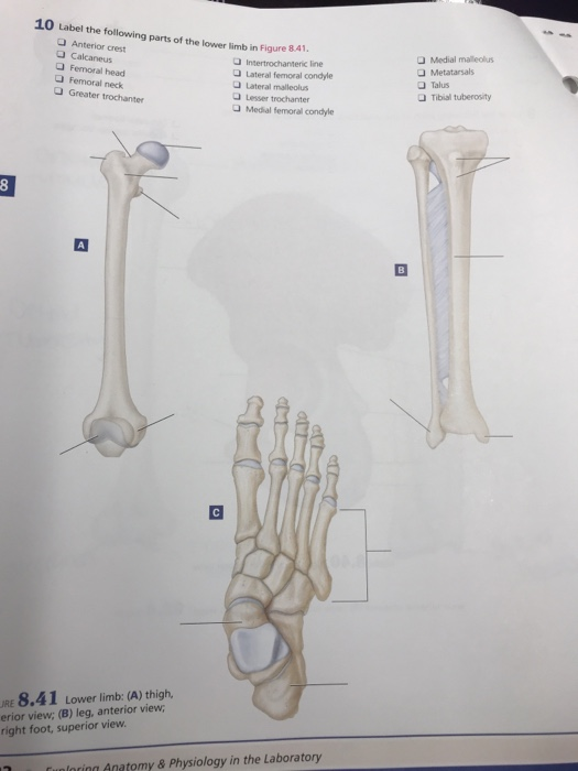 Anatomy Of Right Leg