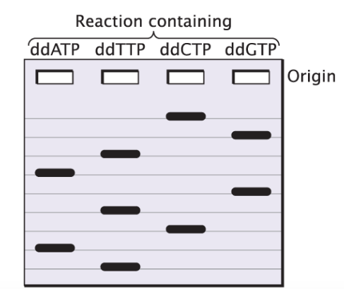 Suppose that you are given a short fragment of DNA to | Chegg.com