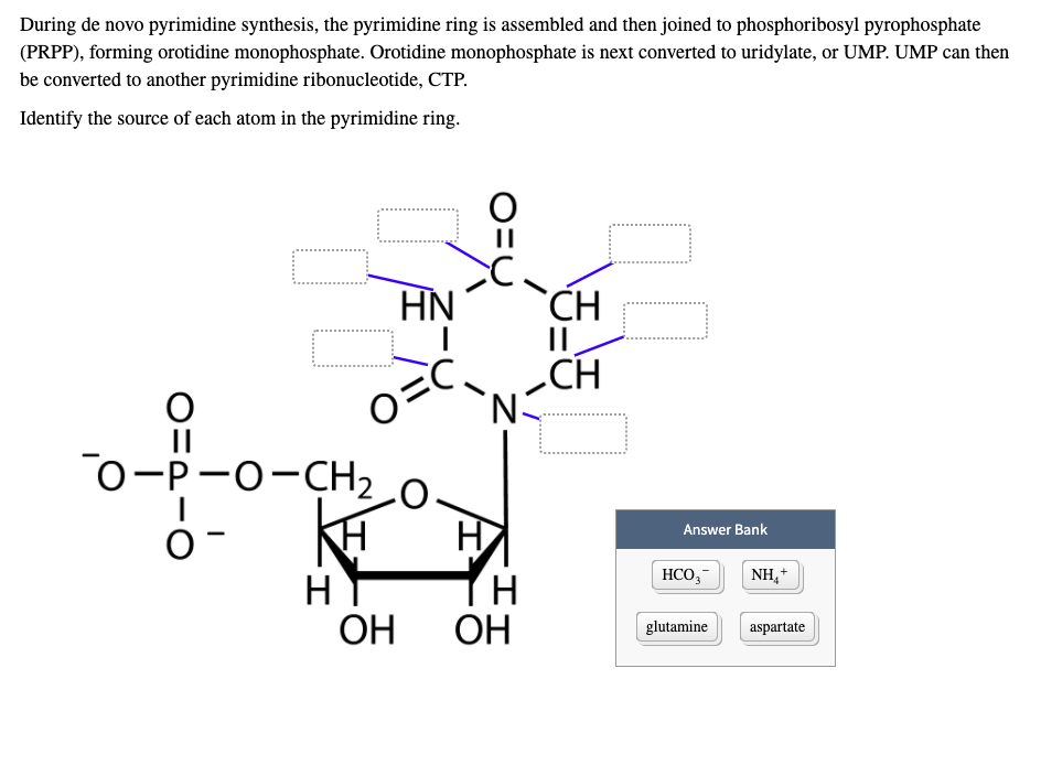 Solved During de novo pyrimidine synthesis, the pyrimidine | Chegg.com