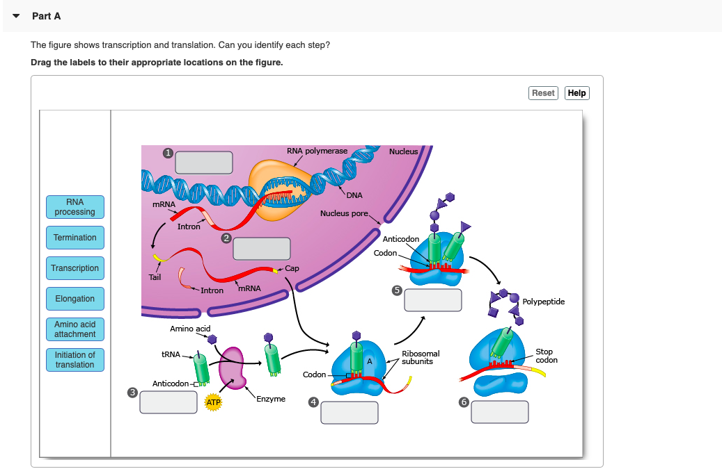 solved-part-a-the-figure-shows-transcription-and-chegg