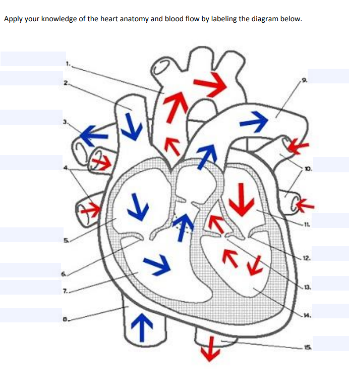 In this interactive, you can label parts of the human heart. Solved Apply Your Knowledge Of The Heart Anatomy And Blood Chegg Com