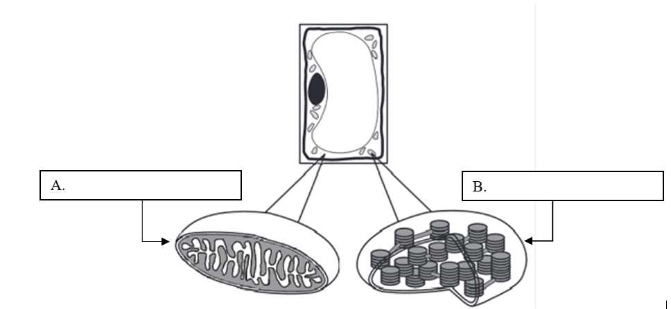Solved The diagram below represents a cell with two | Chegg.com