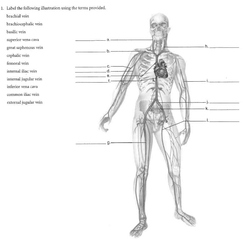 Solved a h. 1. Label the following illustration using the | Chegg.com