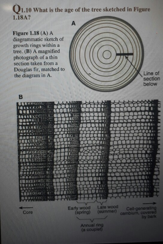 How Scientists Use Tree Rings