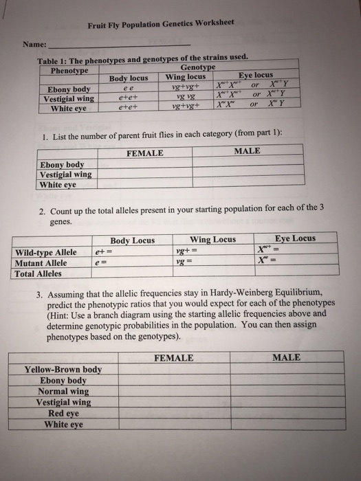 Fruit Fly Population Genetics Worksheet Name Table 