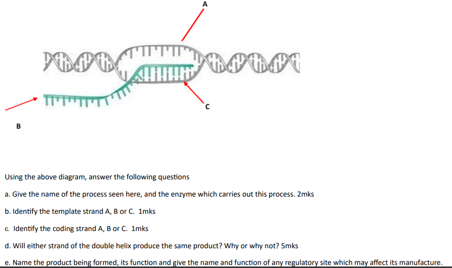 Solved Using the above diagram, answer the following | Chegg.com