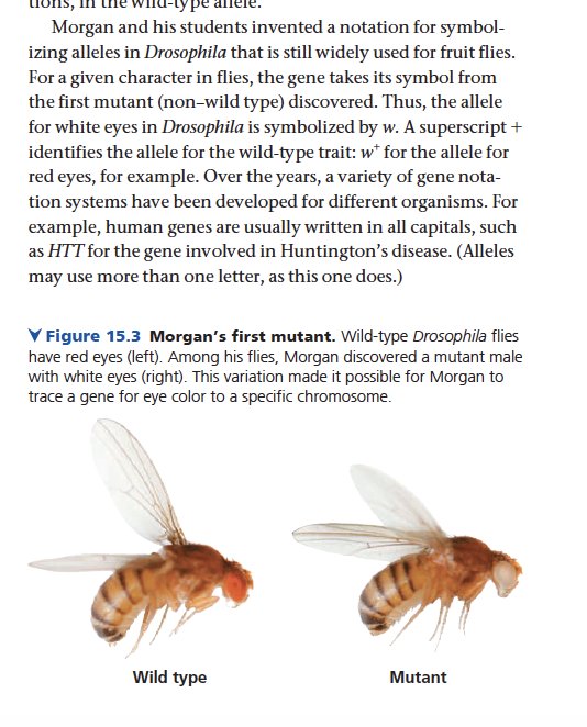 Solved 1) For An X-linked Gene, Who Usually Shows A | Chegg.com