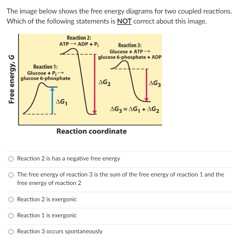 Solved The image below shows the free energy diagrams for