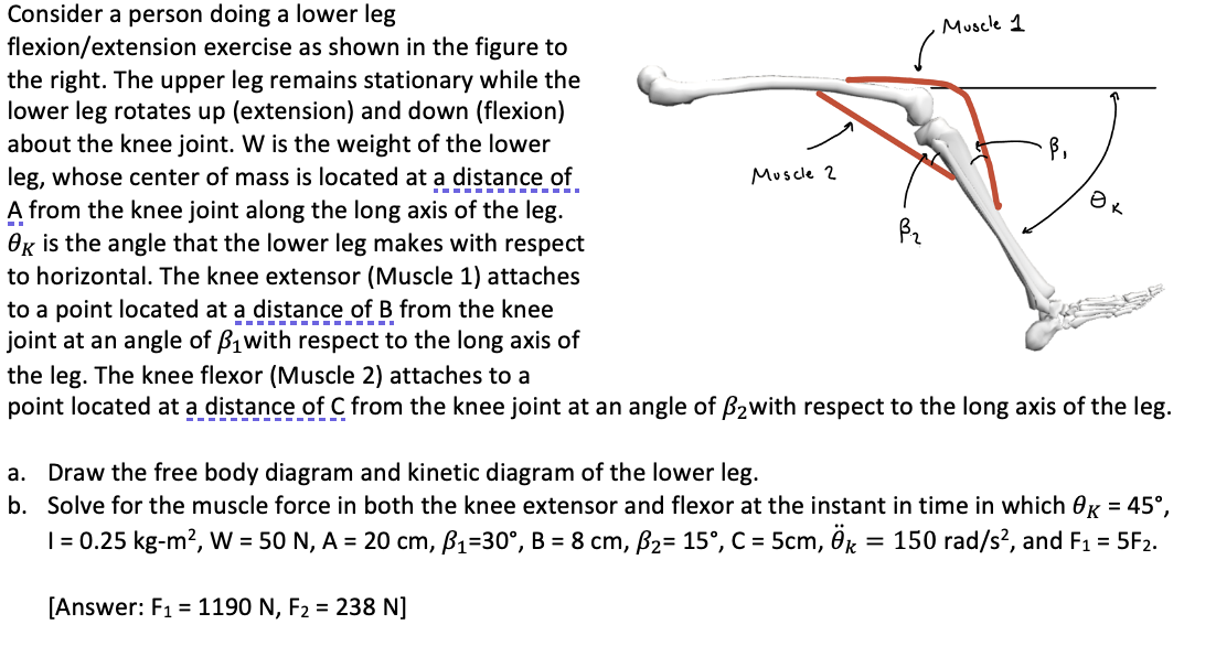 Consider a person doing a lower leg flexion/extension